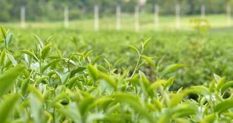 Green tea tree leaves field young tender bud herbal Green tea tree in camellia sinensis organic farm. Close up Fresh Tree tea plantations mountain green nature in herbal farm plant background morning
