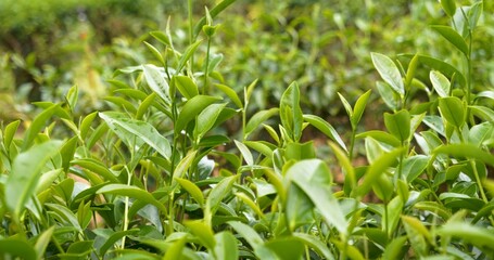Green tea tree leaves field young tender bud herbal Green tea tree in camellia sinensis organic farm. Close up Fresh Tree tea plantations mountain green nature in herbal farm plant background morning