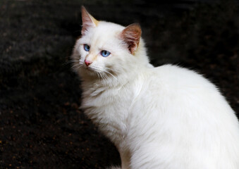  Portrait of fluffy white cat with blue eyes on dark background.