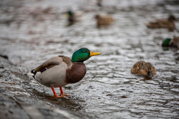 beautiful water birds of lake como