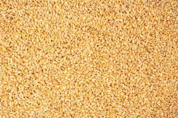 Wheat grain as a background. Top view.