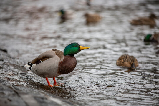 beautiful water birds of lake como