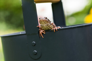 Common frog sitting on black watering can in garden in background of blooming flowers, frog on a...