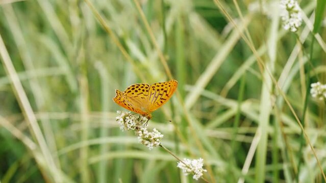 tatty Silver washed fritillary butterfly with wings spread