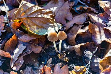 Photography to theme large beautiful poisonous mushroom in forest on leaves background