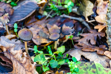 Photography to theme large beautiful poisonous mushroom in forest on leaves background
