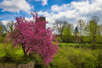 Ancient castle with an tree with pink leaves in the rural area at the valley of Sieg