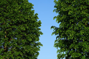 Lindenbäume und blauer Himmel