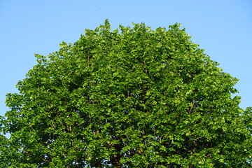 Lindenbaum und blauer Himmel