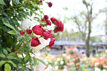 赤いバラと白いバラ