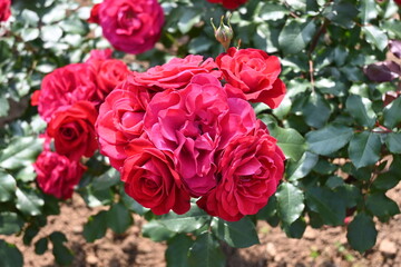 バラ園の真っ赤なバラ