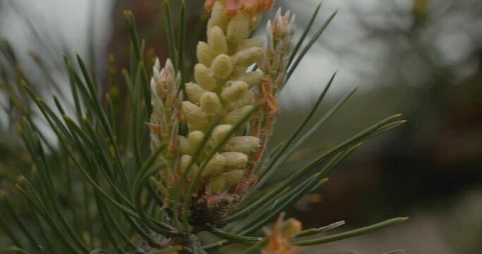 Close-up of a beautiful pine flower on a branch in the forest in cloudy weather. Young pine flowers on a branch sway in the wind. Beautiful yellow pine flowers on a branch in spring.