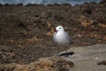 Audouin's gull (Icthyaetus audouinii)