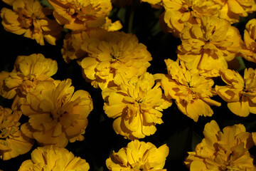 A field of yellow tulips