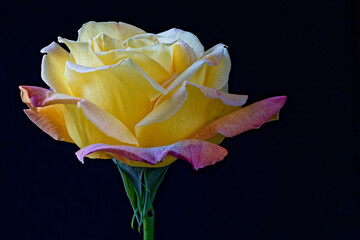 A blooming rose photographed close up.