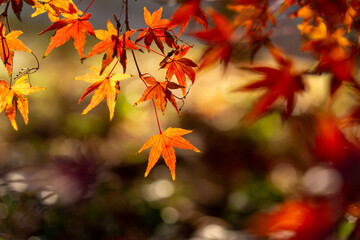 鮮やかな紅葉