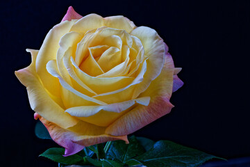 A blooming rose photographed close up.