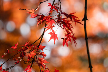 紅葉したモミジ