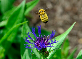 Mountain bluet and a bumblebee in Franklin Park, Columbus, OH, May