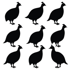 Set of guinea fowl birds animal Silhouette Vector on a white background