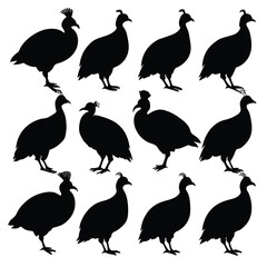 Set of guinea fowl birds animal Silhouette Vector on a white background