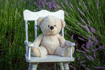 Teddy bear sitting at lavender meadow.