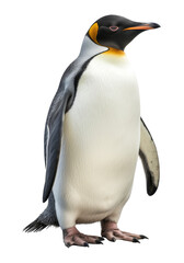 Fototapeta premium penguin isolated on a transparent background