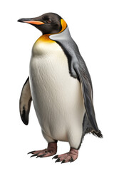 penguin isolated on a transparent background