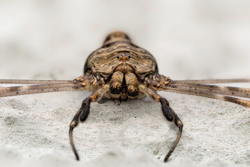 Dicranopalpus ramosus agg. , A species of harvestman.  Macro photography