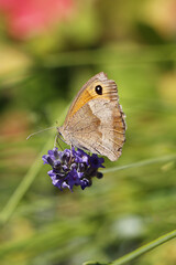 Papillons