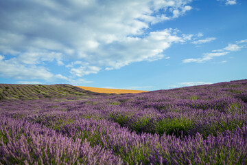 Naklejka premium Lavender flower blooming fields