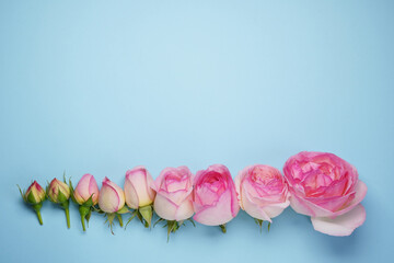 Fresh pink rose flowers on a blue background. Flower evolution concept. Top view. Flat lay. Copy space for your text. 