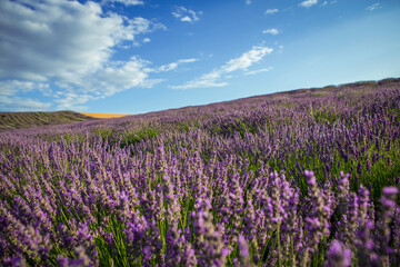 Lavender flower blooming fields