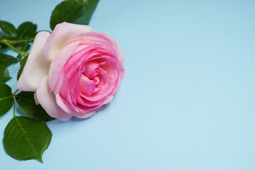 Flowers composition.  Pink rose flower on a blue background. Flower card. Holiday, congratulations, happy mothers day. International Women's day. Copy space.