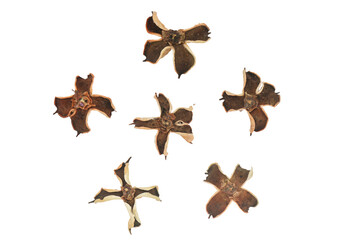 Dry flower and pine cone isolated on a transparent background