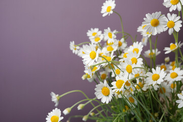 Chamomile flowers.Close up of tiny chamomile flowers. Side view, space for text. 
