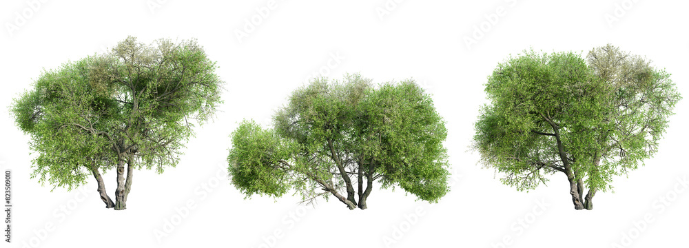 Poster set of arroyo willow tree isolated on transparent background. 3d render.