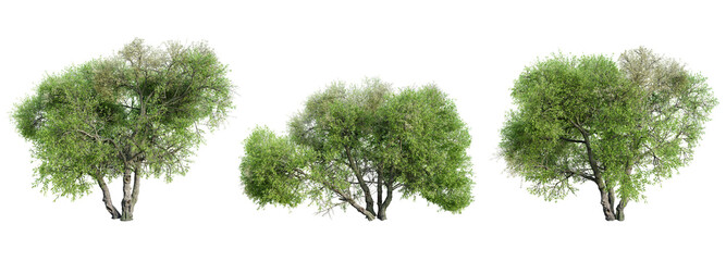 Set of Arroyo Willow tree isolated on transparent background. 3D render.