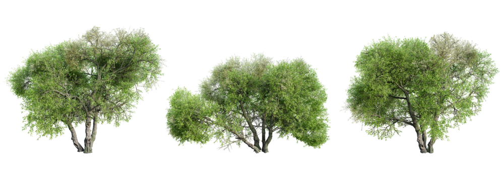 Set of Arroyo Willow tree isolated on transparent background. 3D render.