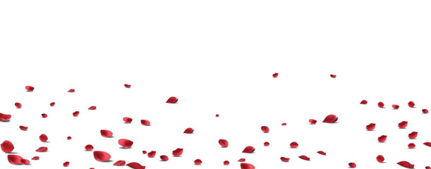 Floating red rose petal isolated on white. Background concept for love greetings on valentines day and mothers day