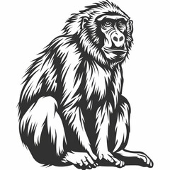 Detailed black and white illustration of a baboon sitting and looking forward.