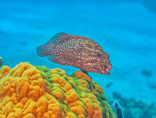 graysby,Cephalopholis cruentata, grouper fish