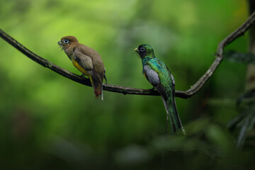 Northern Black-throated trogon, Trogon tenellus, yellow, green, black exotic tropical bird sitting on a branch in the rainforest, Costa Rica. Wildlife scene.  Bird in natural environment.