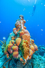 Caribbean coral garden,shallow shipwreck