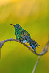 Hummingbird in flight in front of feeder