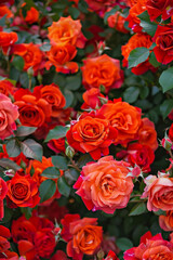 Beautiful Vibrant Orange and Red Roses in Full Bloom in a Lush Garden Setting