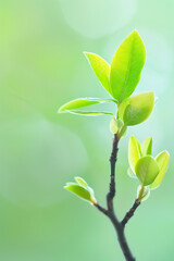 Fresh Green Leaves on Branch against Soft Blurry Green Background   Nature, Growth, Spring, Freshness