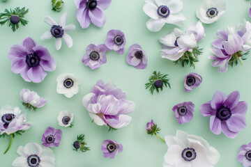 Flat Lay of Purple and White Anemone Flowers on Mint Green Background