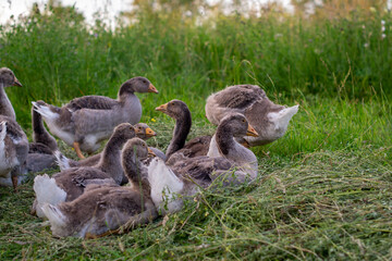 Domestic gray geese graze freely on the lawn in the evening