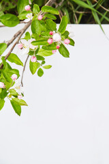 branch of a blooming apple tree close-up on a white background